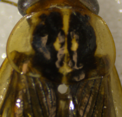 Euphyllodromia boliviensis