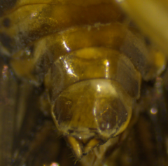 Euphyllodromia boliviensis