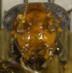 Euphyllodromia boliviensis