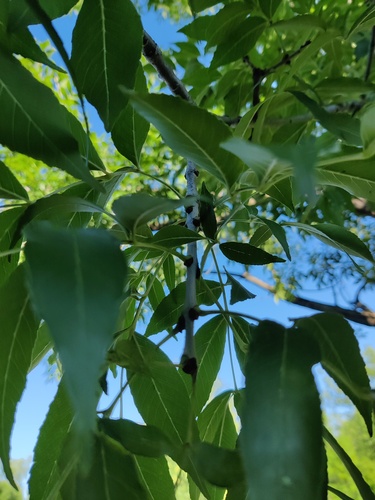 Fraxinus hubeiensis