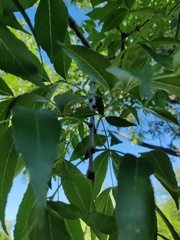 Fraxinus hubeiensis