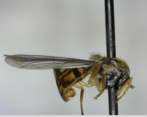 iNaturalist observation photo of Margined Calligrapher