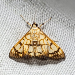 Nosophora euryterminalis