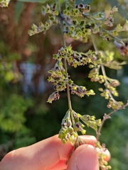 Vitex negundo heterophylla