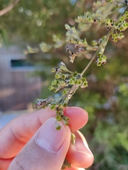 Vitex negundo heterophylla