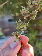 Vitex negundo heterophylla