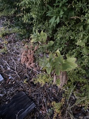 Vernonia baldwinii interior