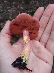 Chalciporus rubinellus