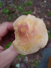Chalciporus rubinellus