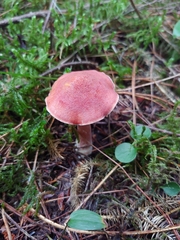 Chalciporus rubinellus