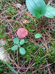 Chalciporus rubinellus