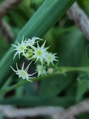 Actinostemma tenerum