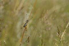 Libelloides longicornis