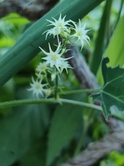 Actinostemma tenerum