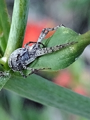 Philodromus spectabilis