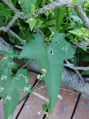 Actinostemma tenerum