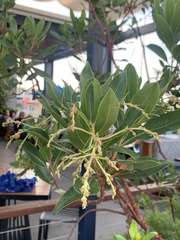 Comarostaphylis diversifolia