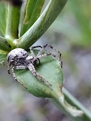Philodromus spectabilis