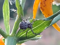 Philodromus spectabilis
