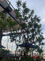 Comarostaphylis diversifolia