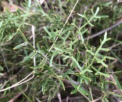 Grevillea angustiloba