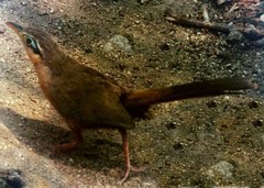 Morococcyx erythropygus