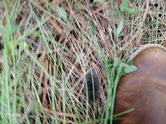 Cryptotis alticola