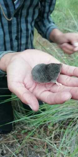 Central Mexican Broad-clawed Shrew