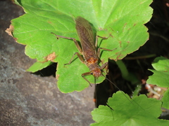 Hesperoperla pacifica