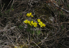 Draba cuspidata