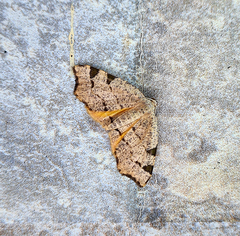 Achrosis costimaculata