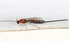Calliephialtes grapholithae