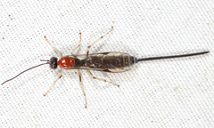 Calliephialtes grapholithae