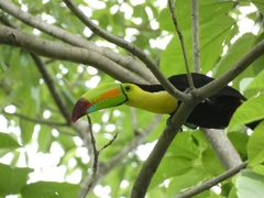 Ramphastos sulfuratus