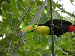 Ramphastos sulfuratus