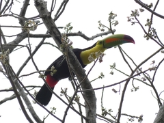 Ramphastos sulfuratus