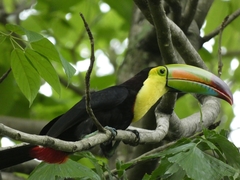 Ramphastos sulfuratus