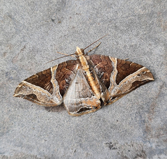 Ecliptopera triangulifera