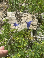 Delphinium treleasei