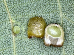 Caryomyia caryae