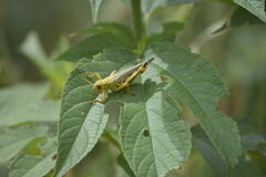 Melanoplus