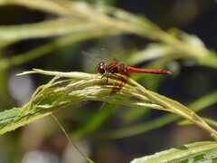 Sympetrum