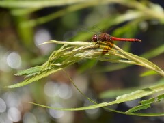 Sympetrum