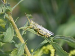 Melanoplus
