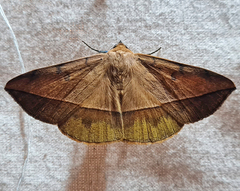 Hamodes pendleburyi