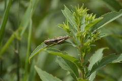 Acrididae