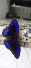 Eunica eurota