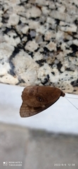 Eunica eurota