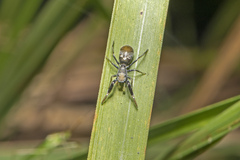 Ligonipes semitectus