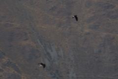 Daptrius megalopterus